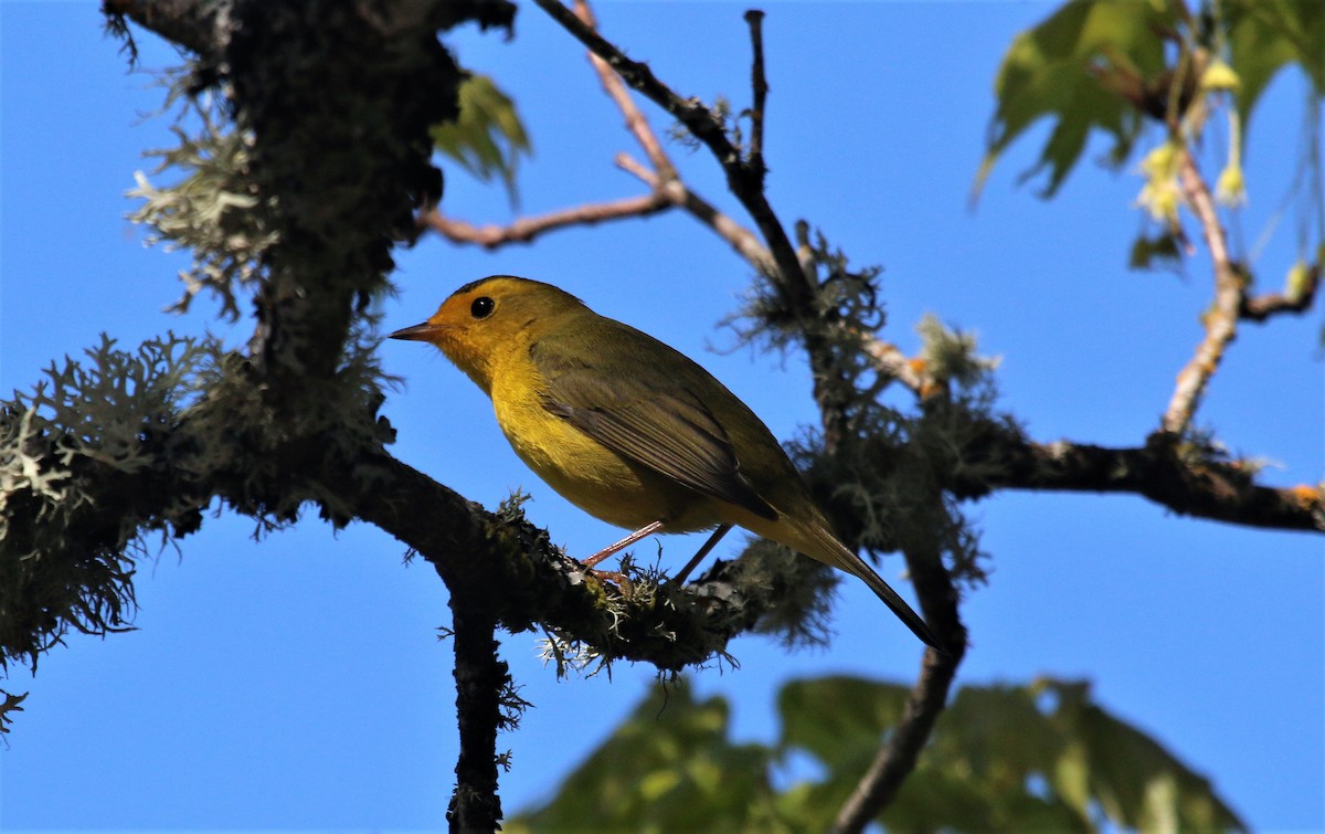 Wilson's Warbler - ML570031871