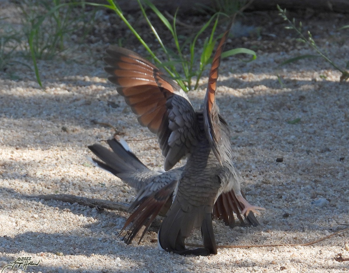 Inca Dove - ML570031941