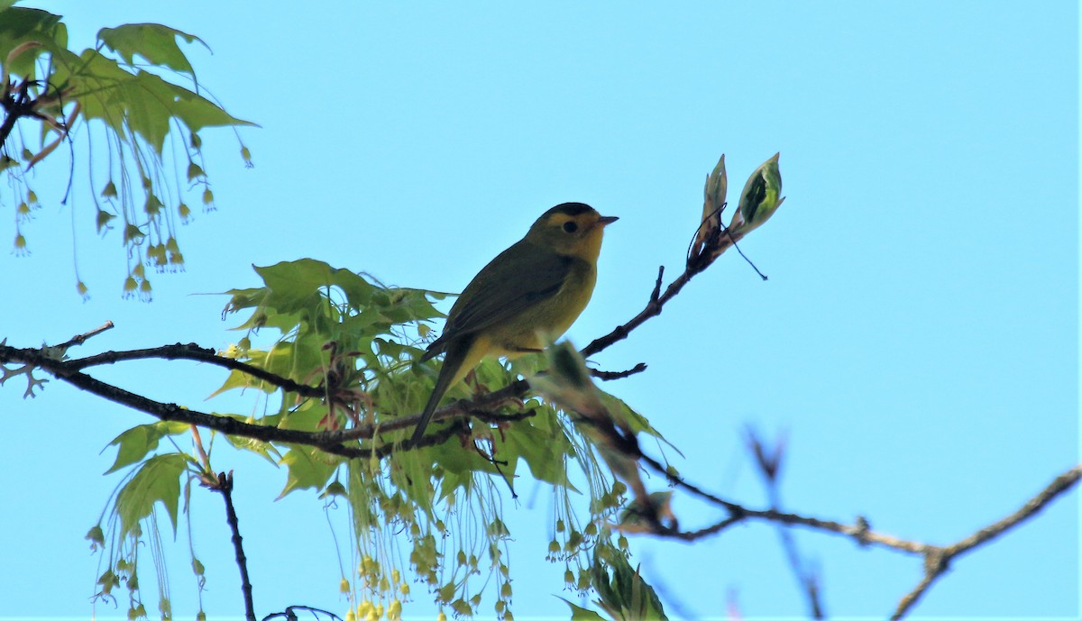 Wilson's Warbler - ML570032001