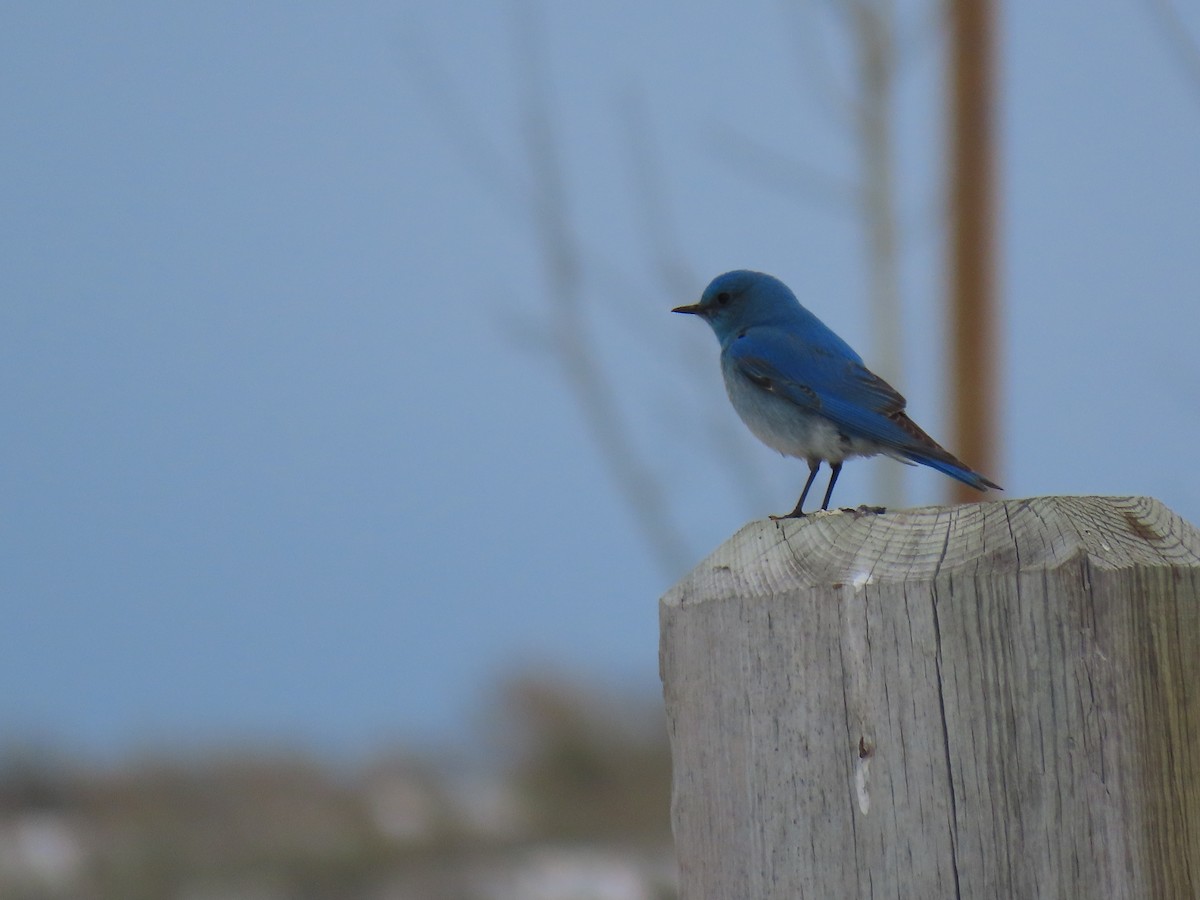 Mountain Bluebird - Todd Morris