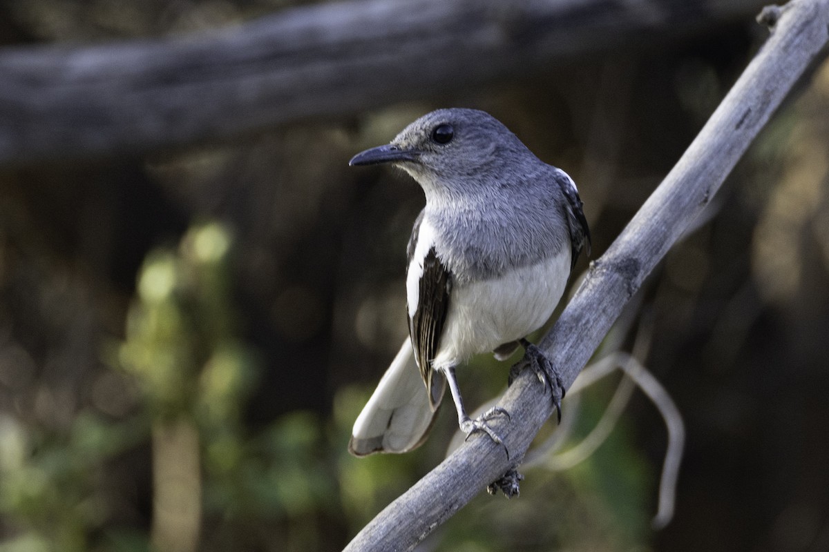 Oriental Magpie-Robin - ML570032741