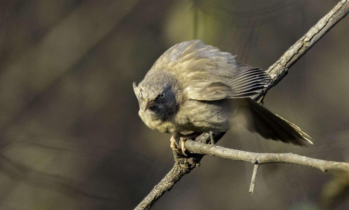 Jungle Babbler - ML570032941