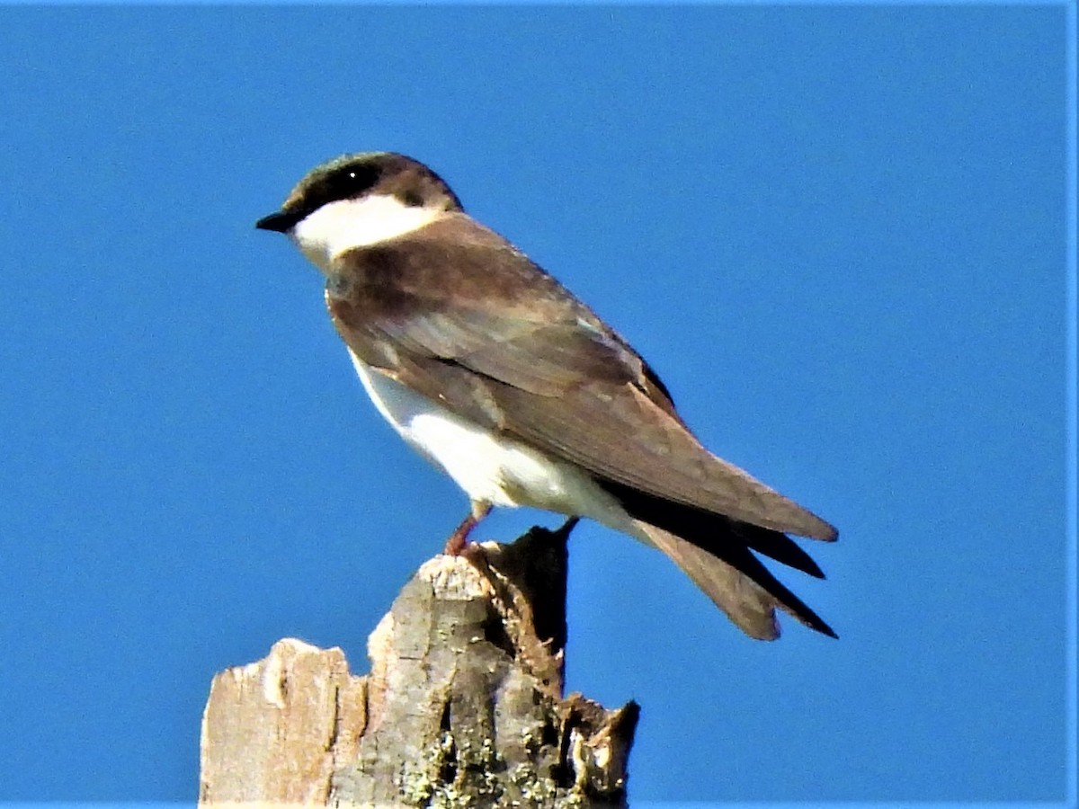 Golondrina Bicolor - ML570033041