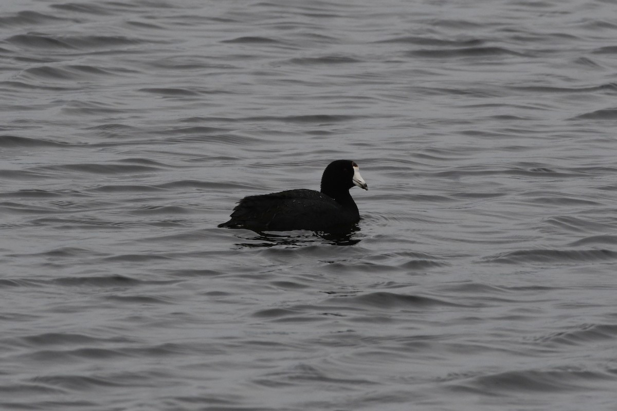 American Coot - ML570034191