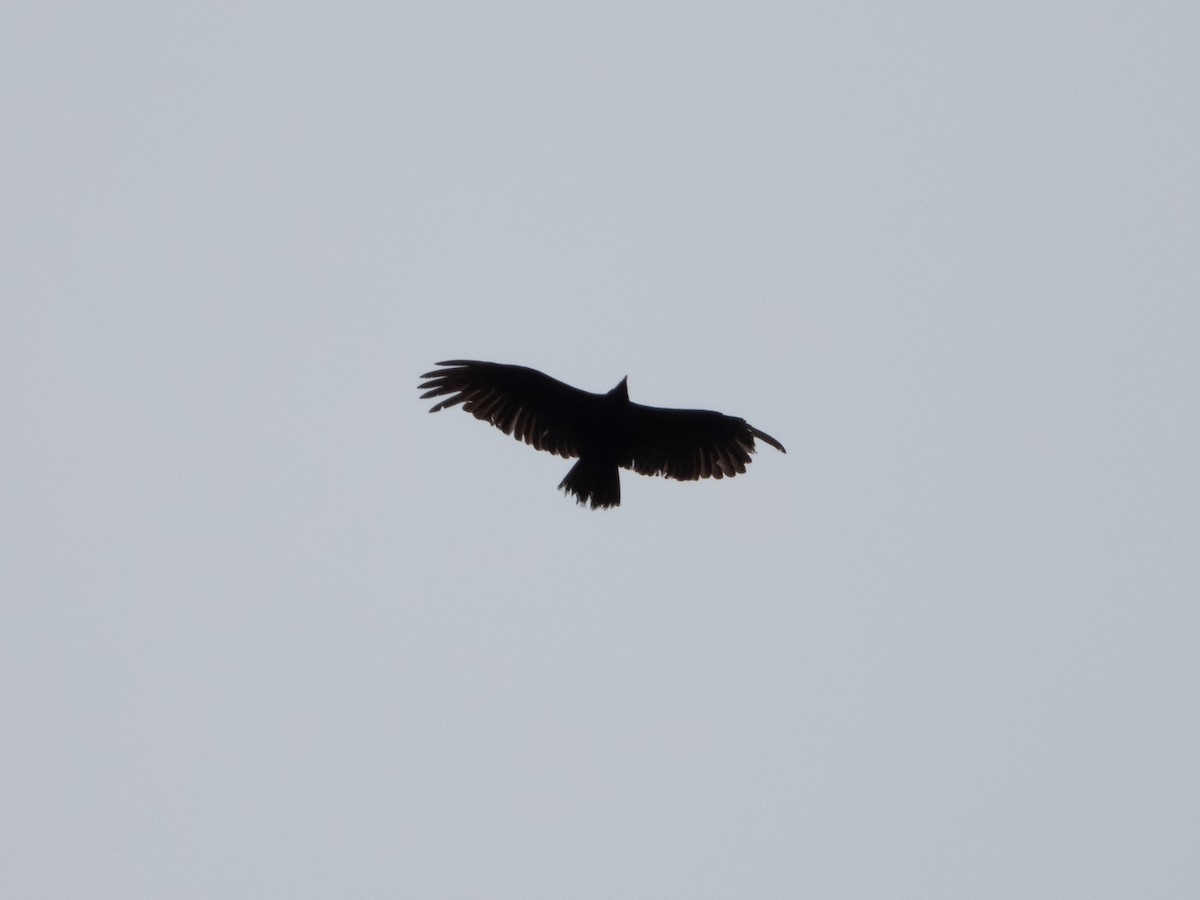 Turkey Vulture - ML570034381