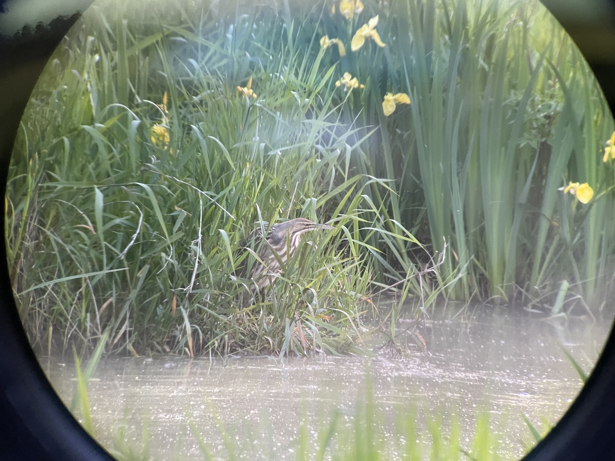 American Bittern - ML570035391