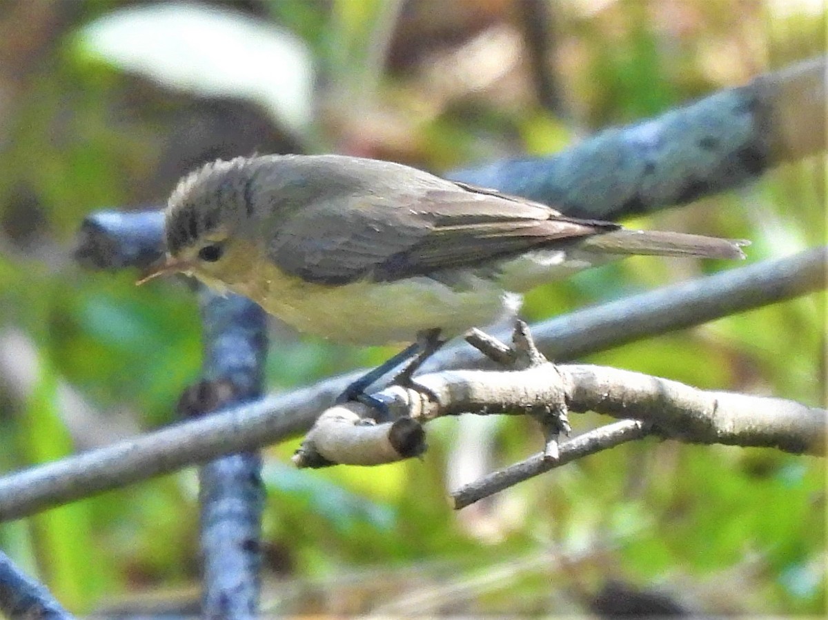 Warbling Vireo - ML570035611