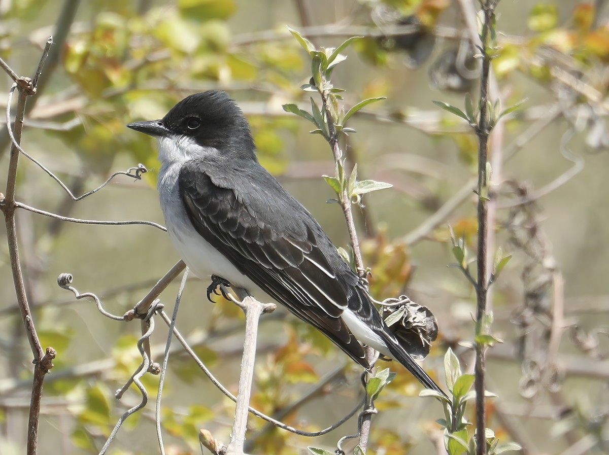 Eastern Kingbird - David Nicosia