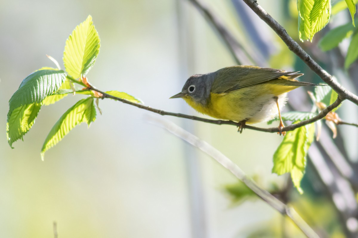 Nashville Warbler - ML570036511