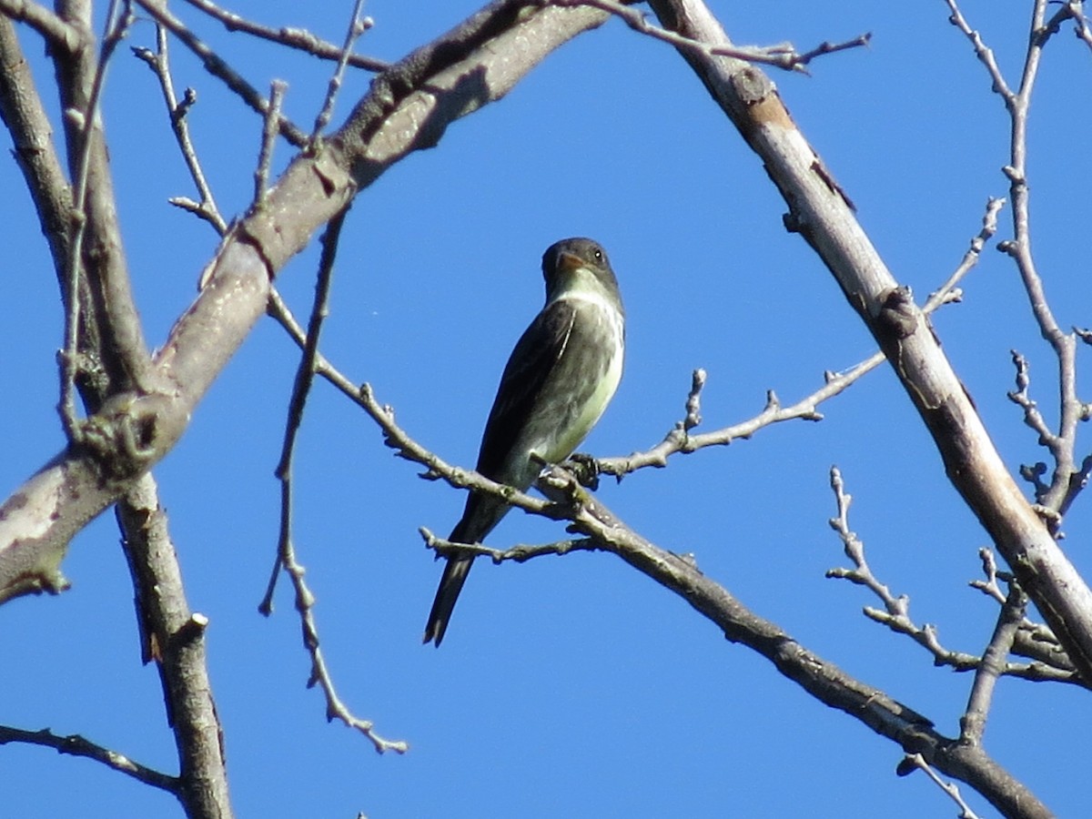 Olive-sided Flycatcher - ML57003671