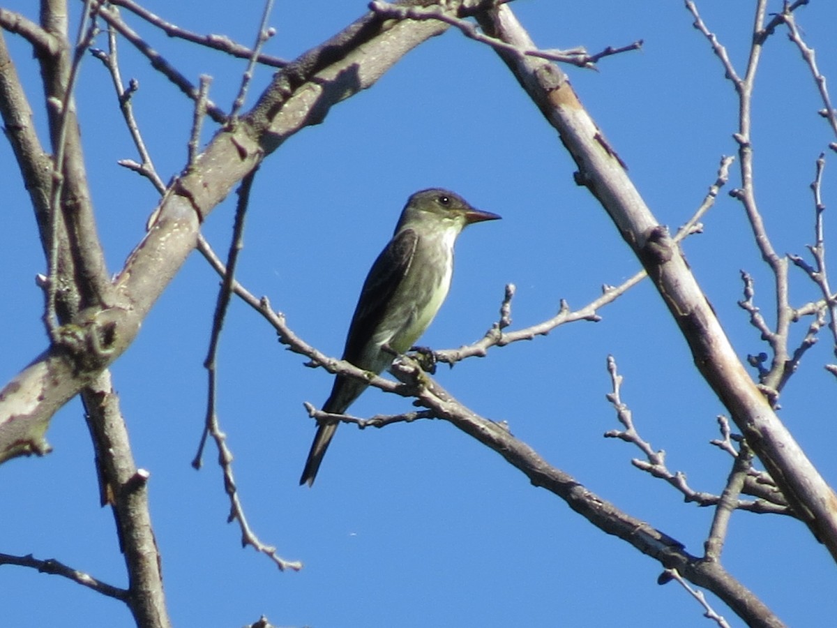 Olive-sided Flycatcher - ML57003681