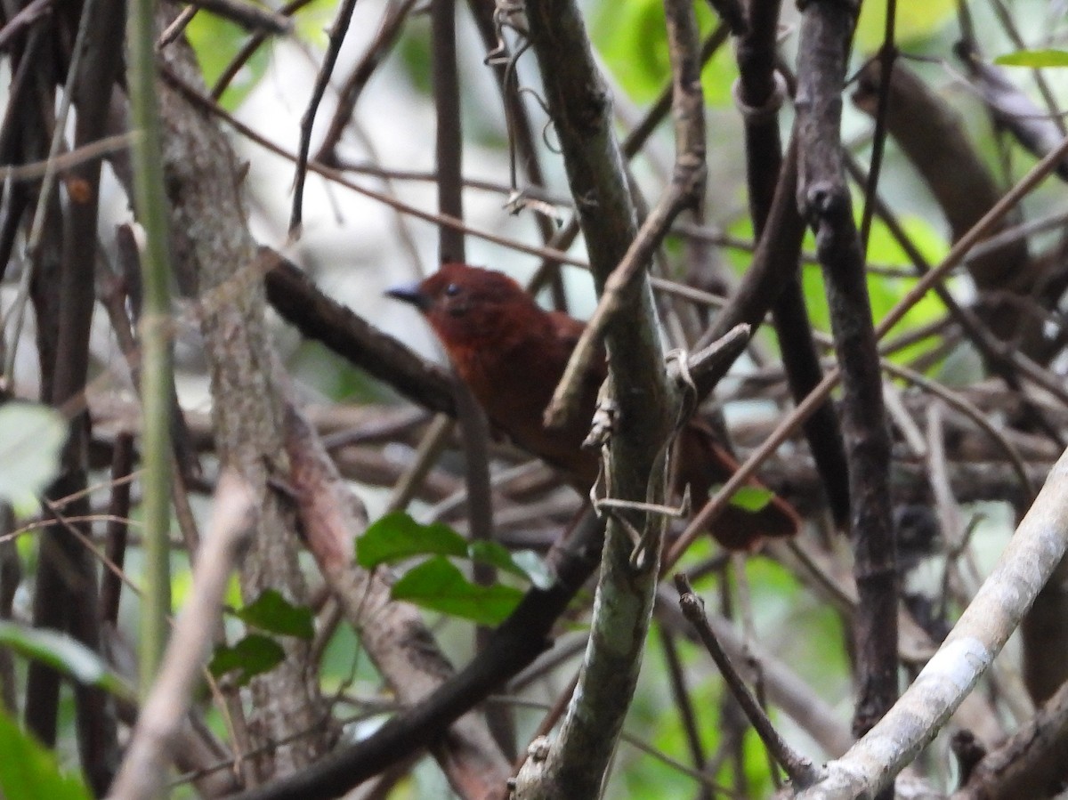 Red-crowned Ant-Tanager - ML570037211