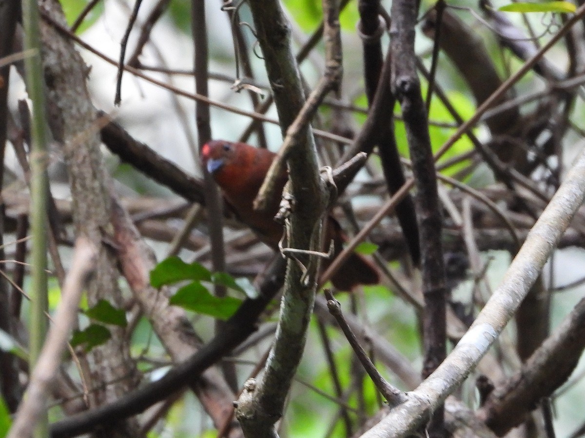 Red-crowned Ant-Tanager - ML570037221