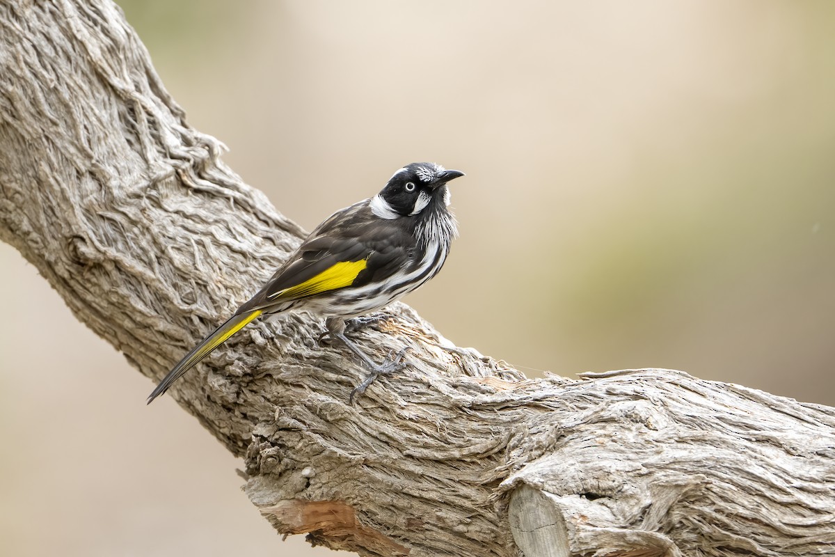 New Holland Honeyeater - ML570037241