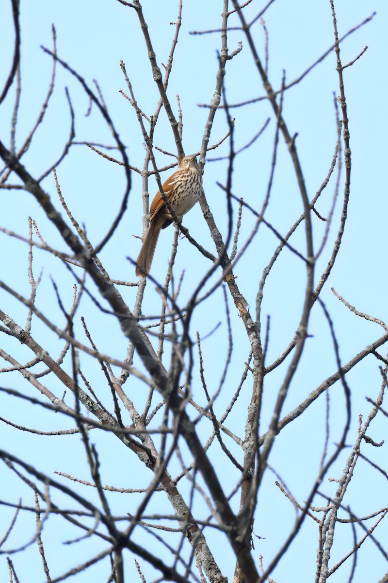 Brown Thrasher - ML570037291