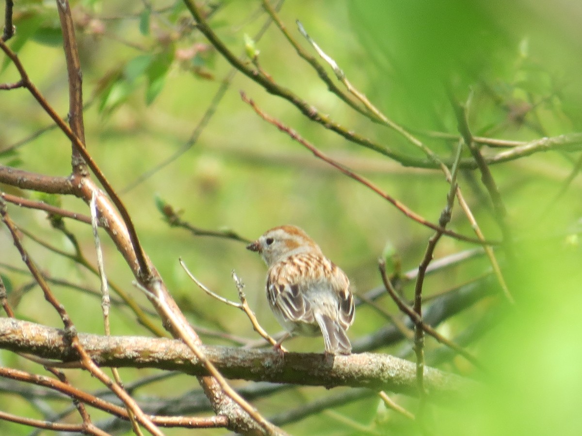 Field Sparrow - Ethan Maynard