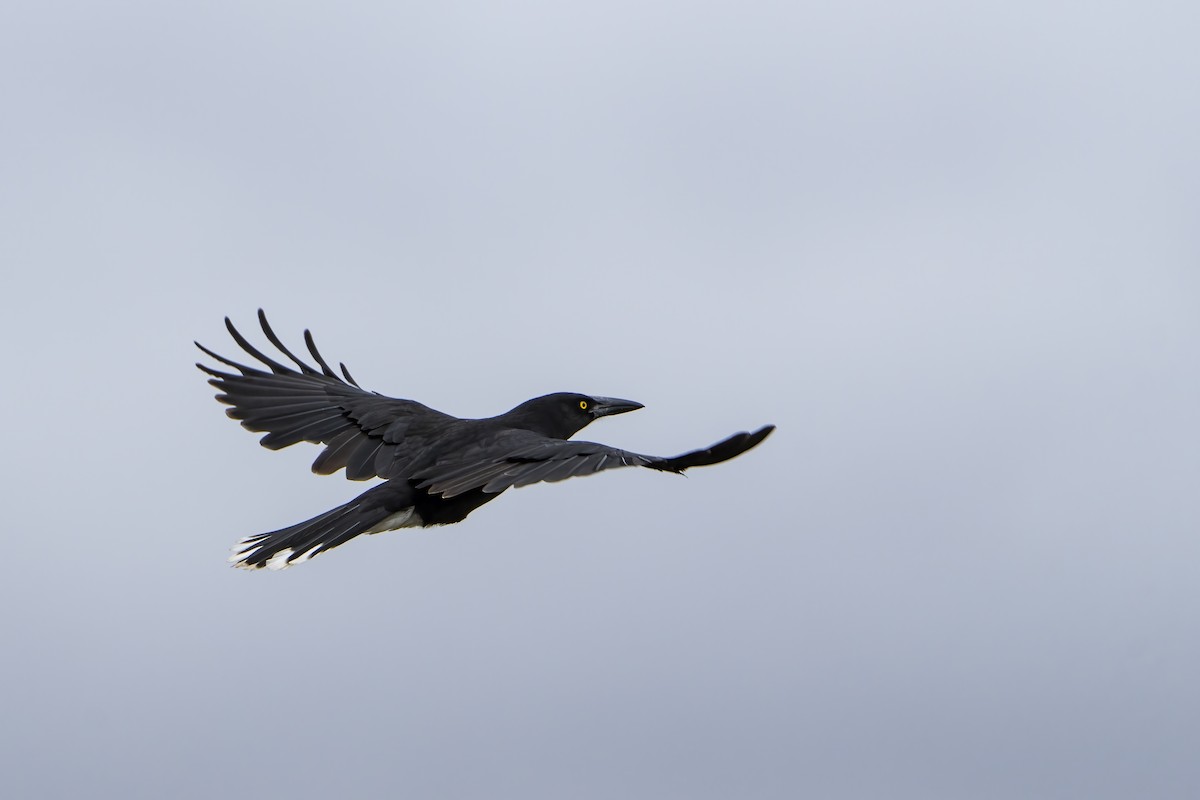 Gray Currawong (Kangaroo I.) - ML570037501