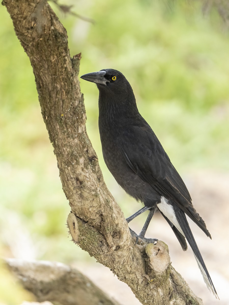 Gray Currawong (Kangaroo I.) - ML570037511