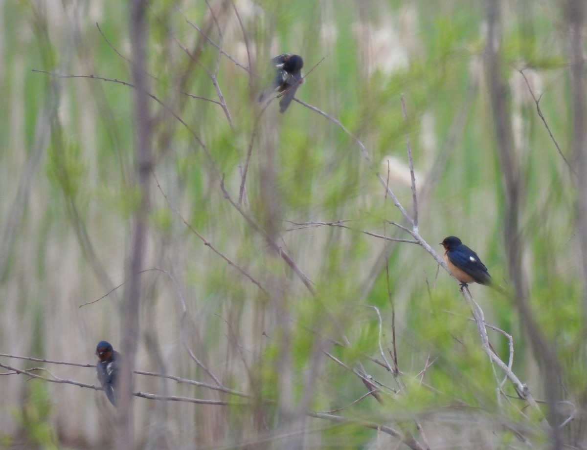 Barn Swallow - Jay Solanki