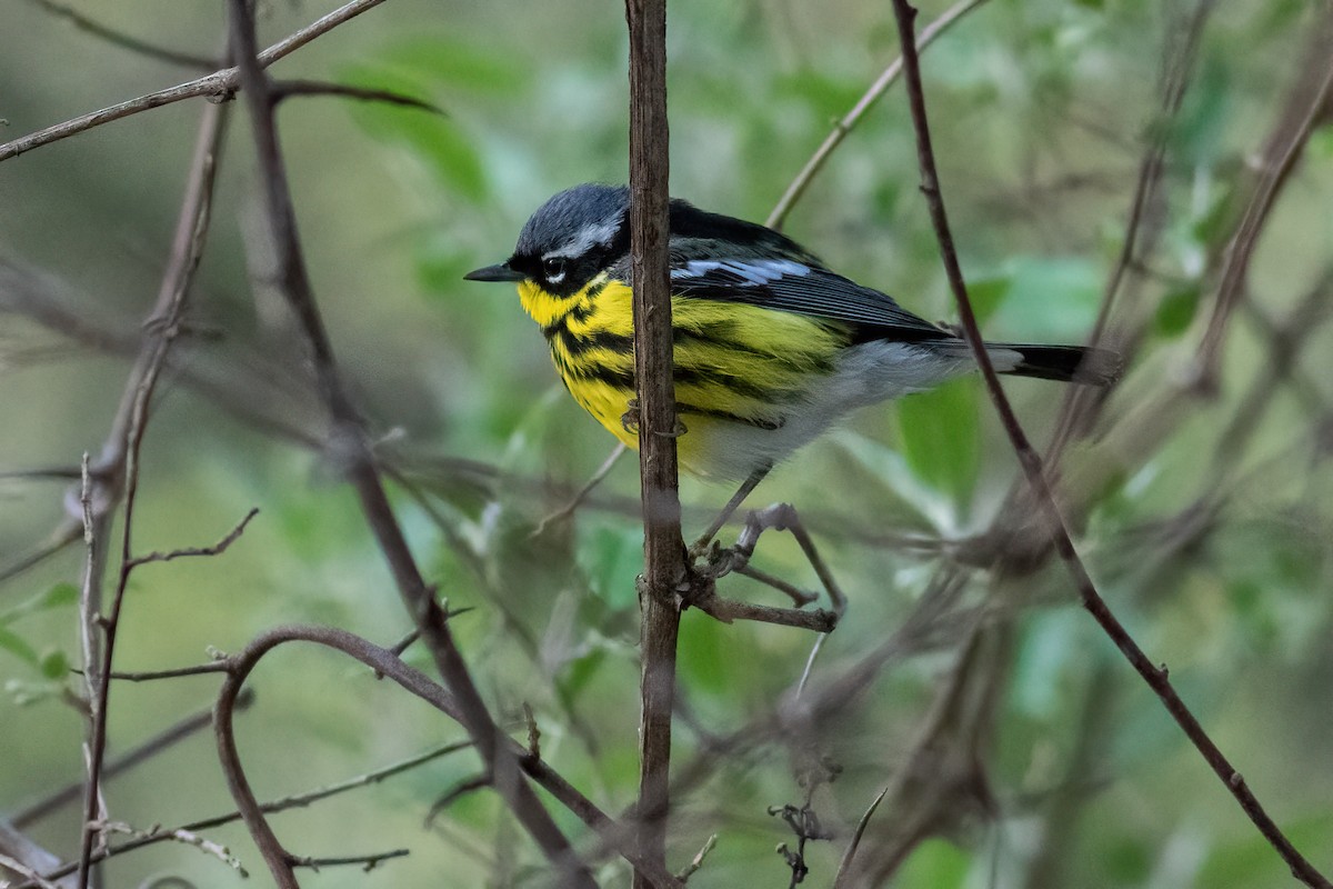 Magnolia Warbler - ML570038321