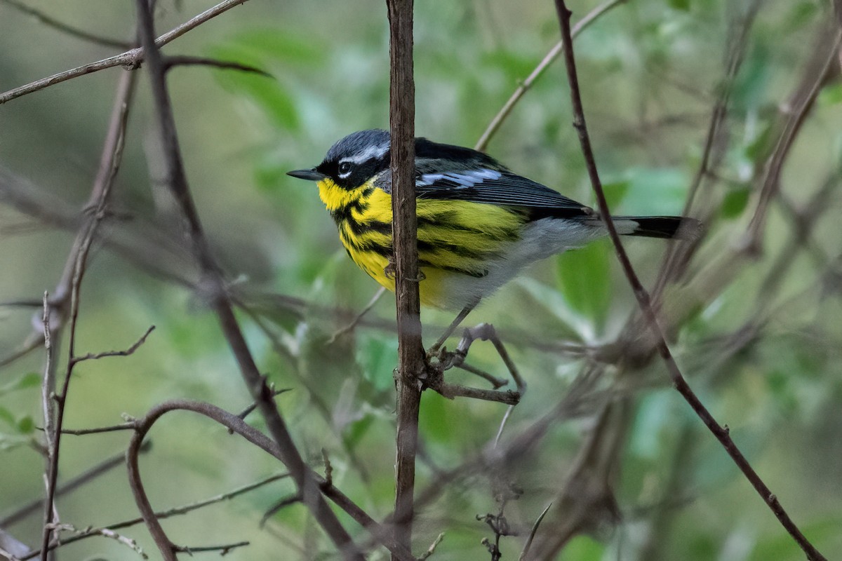 Magnolia Warbler - ML570038351