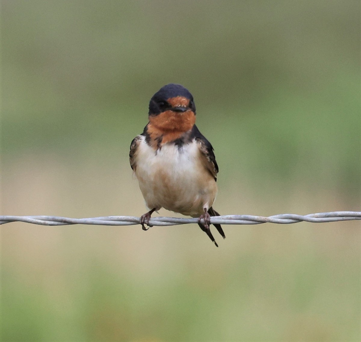 Barn Swallow - ML570038811