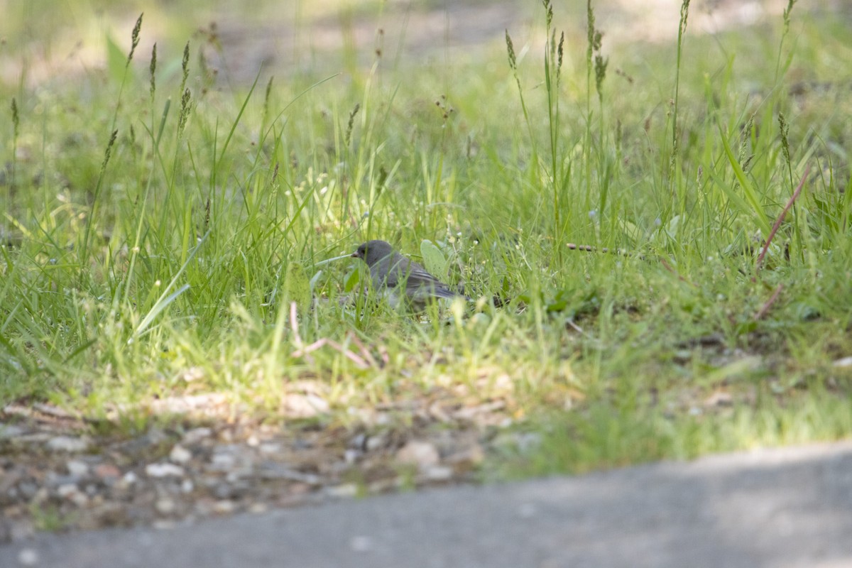 Dark-eyed Junco - ML570039071