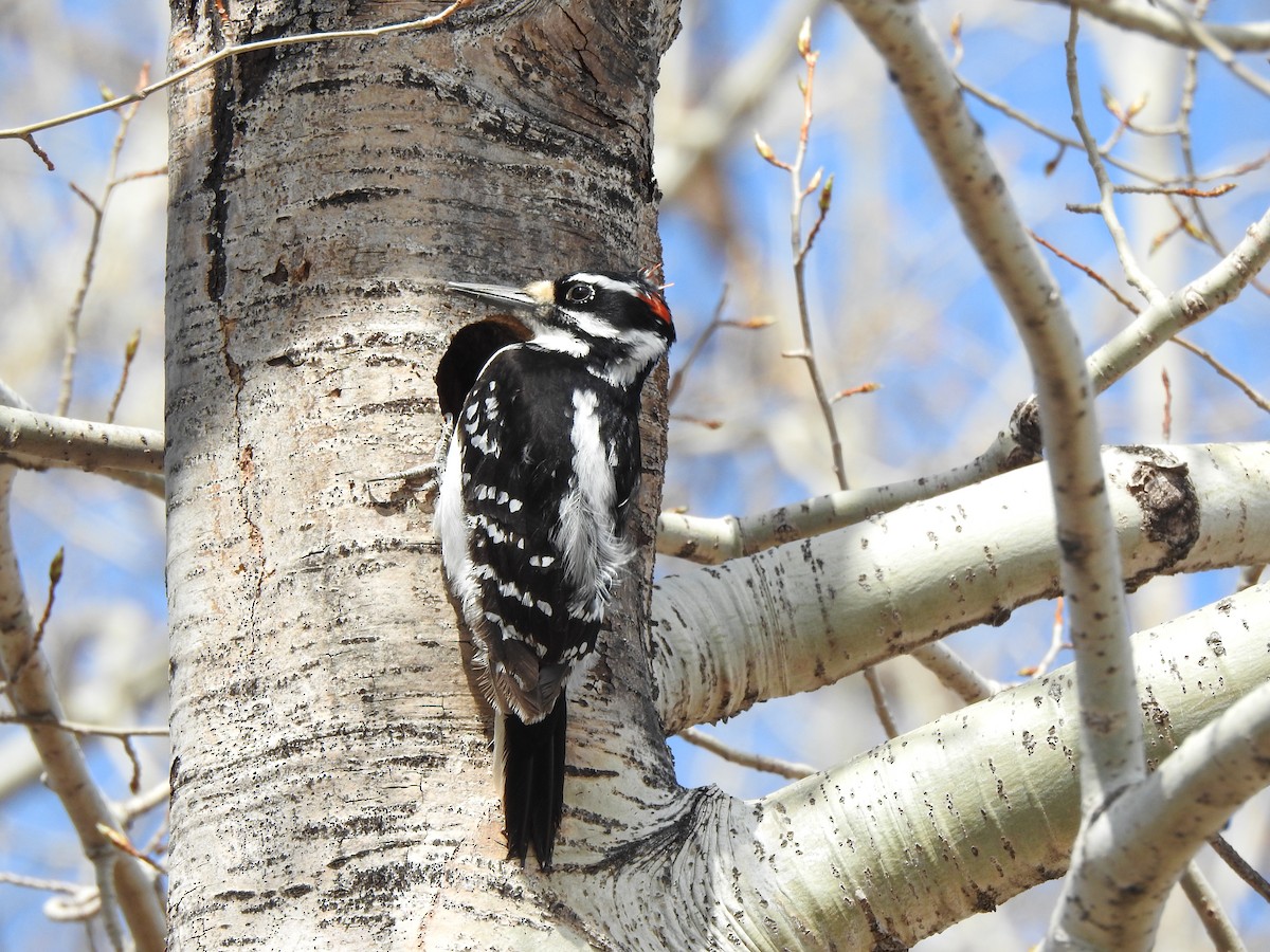 Hairy Woodpecker - Linda Castilloux