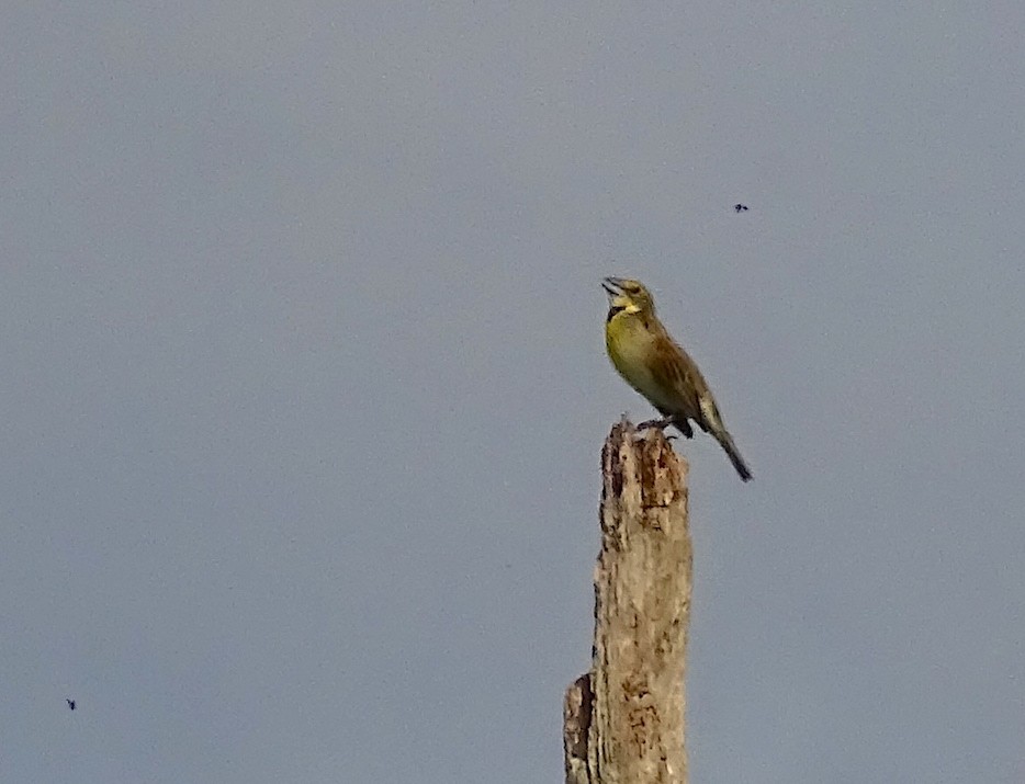 Dickcissel - ML570040091