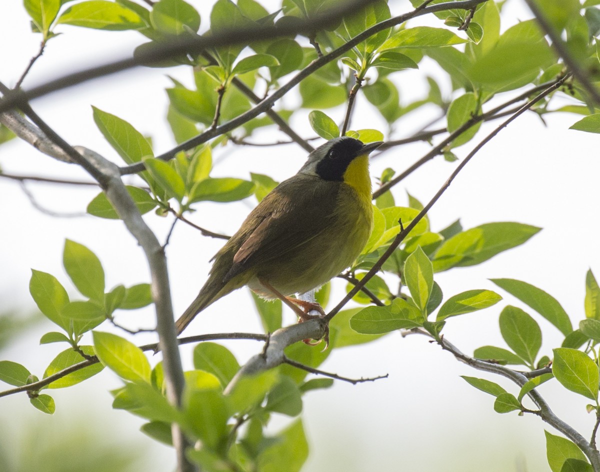 Common Yellowthroat - ML570040411