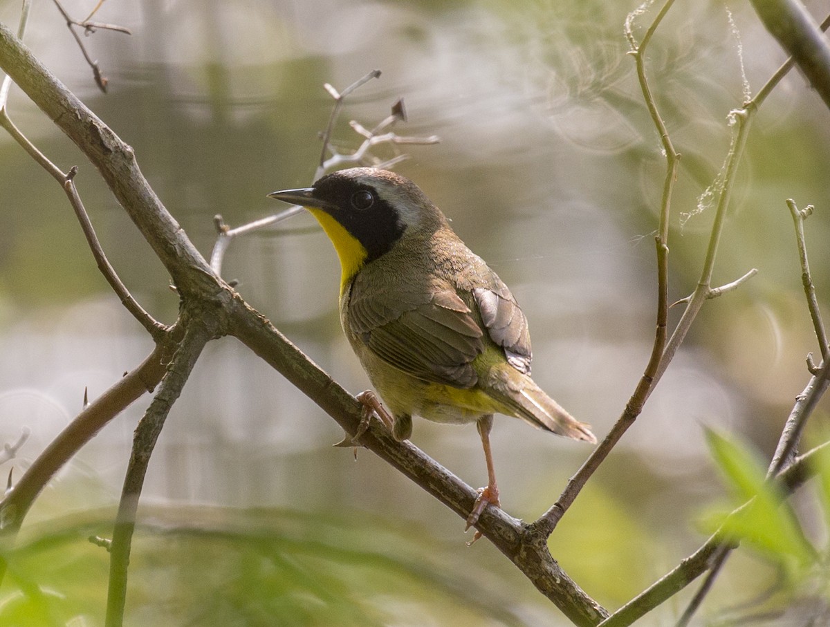 Common Yellowthroat - ML570040431