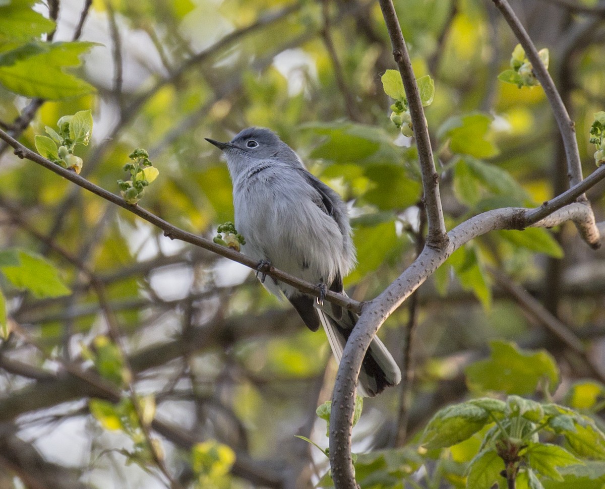 Blue-gray Gnatcatcher - ML570040481