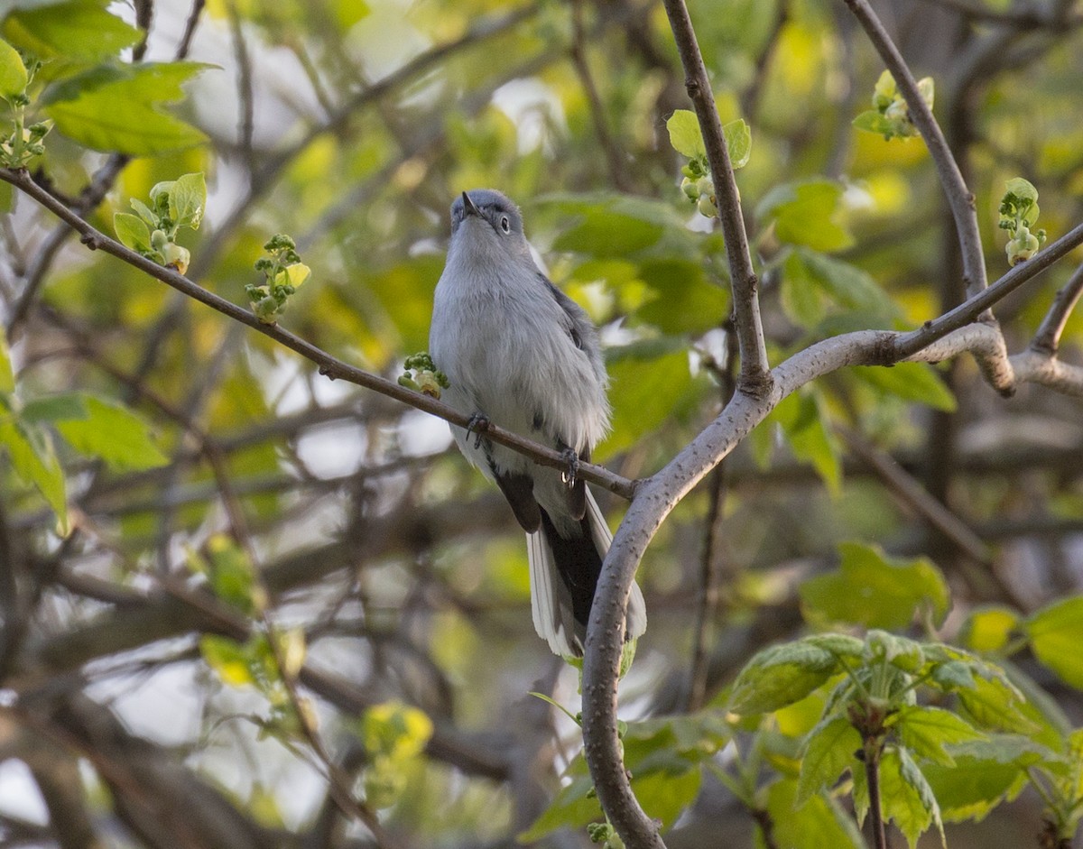 Blue-gray Gnatcatcher - ML570040491