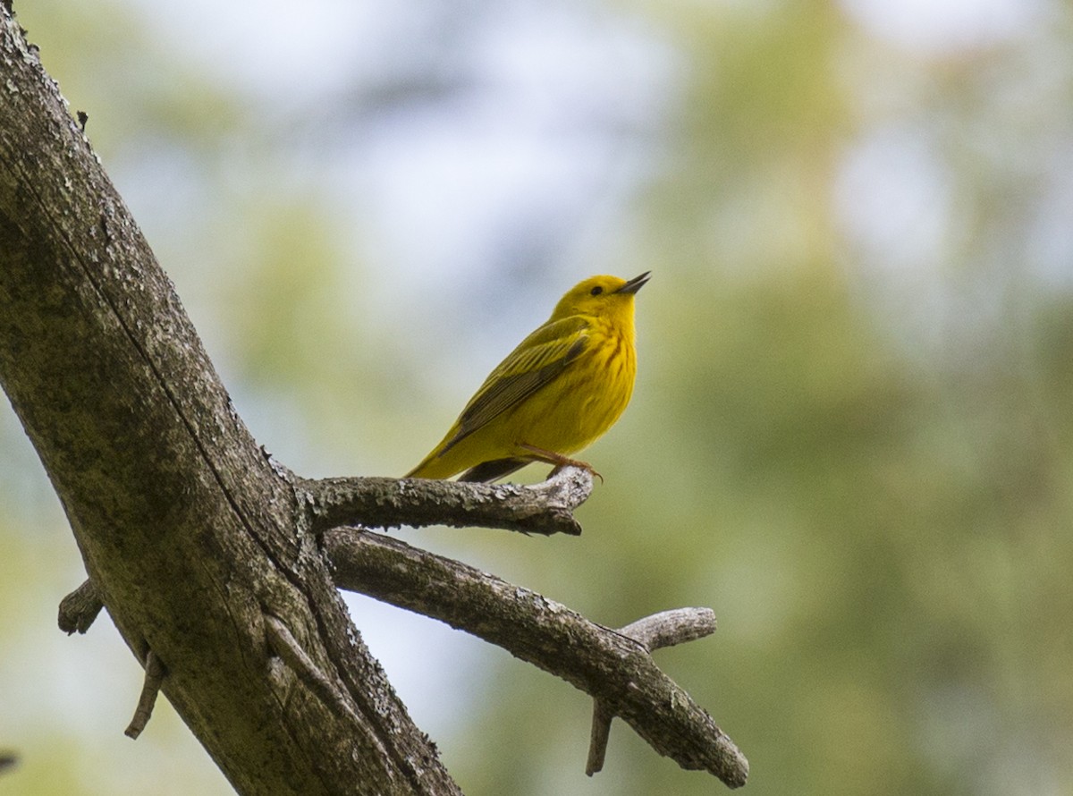 Yellow Warbler - ML570040511
