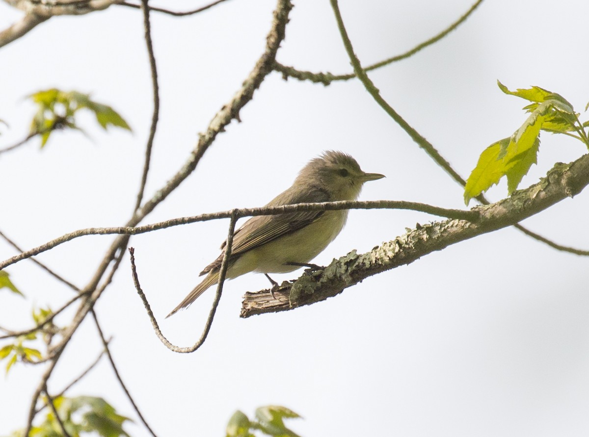 Warbling Vireo - ML570040561