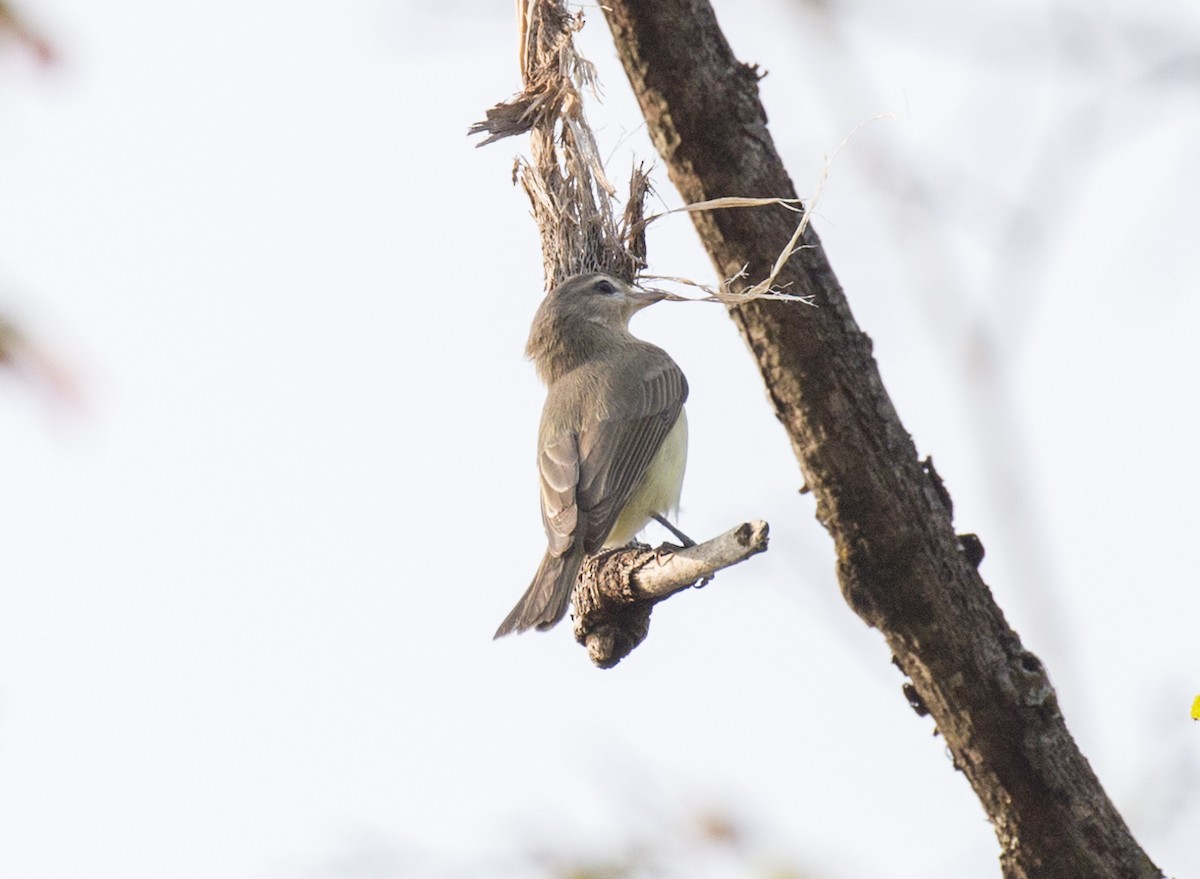 Warbling Vireo - ML570040571