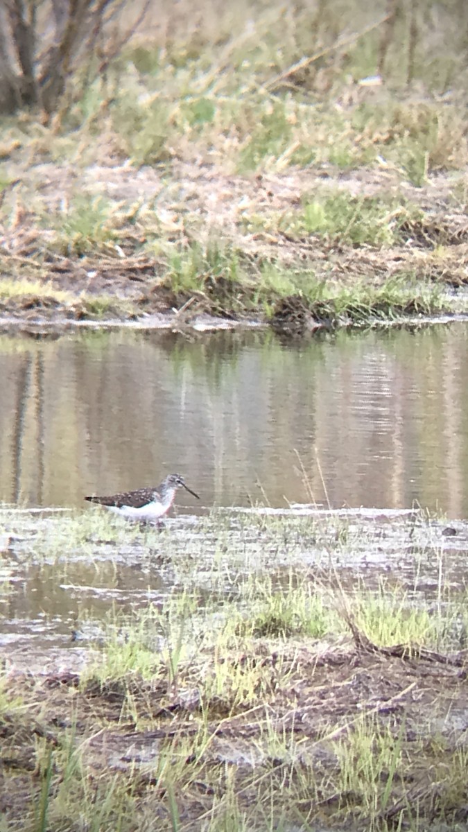 Solitary Sandpiper - ML570040781