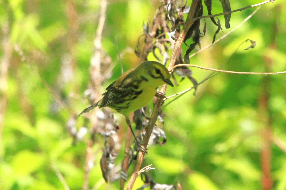 Prairie Warbler - ML570040811