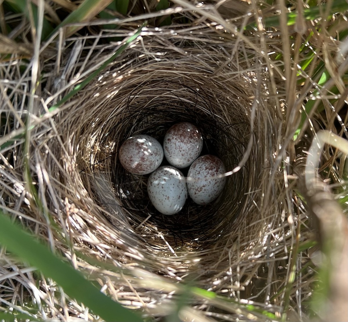 Field Sparrow - John Spahr