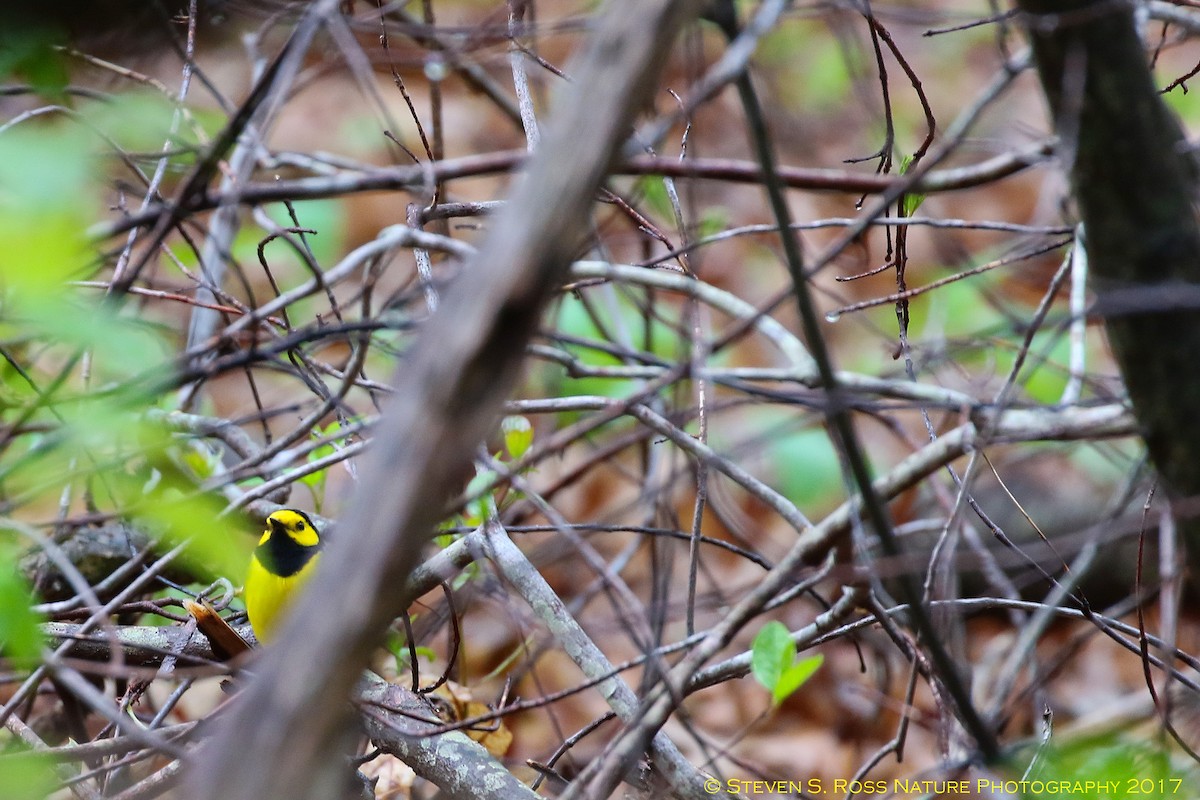 Hooded Warbler - Steven S. Ross