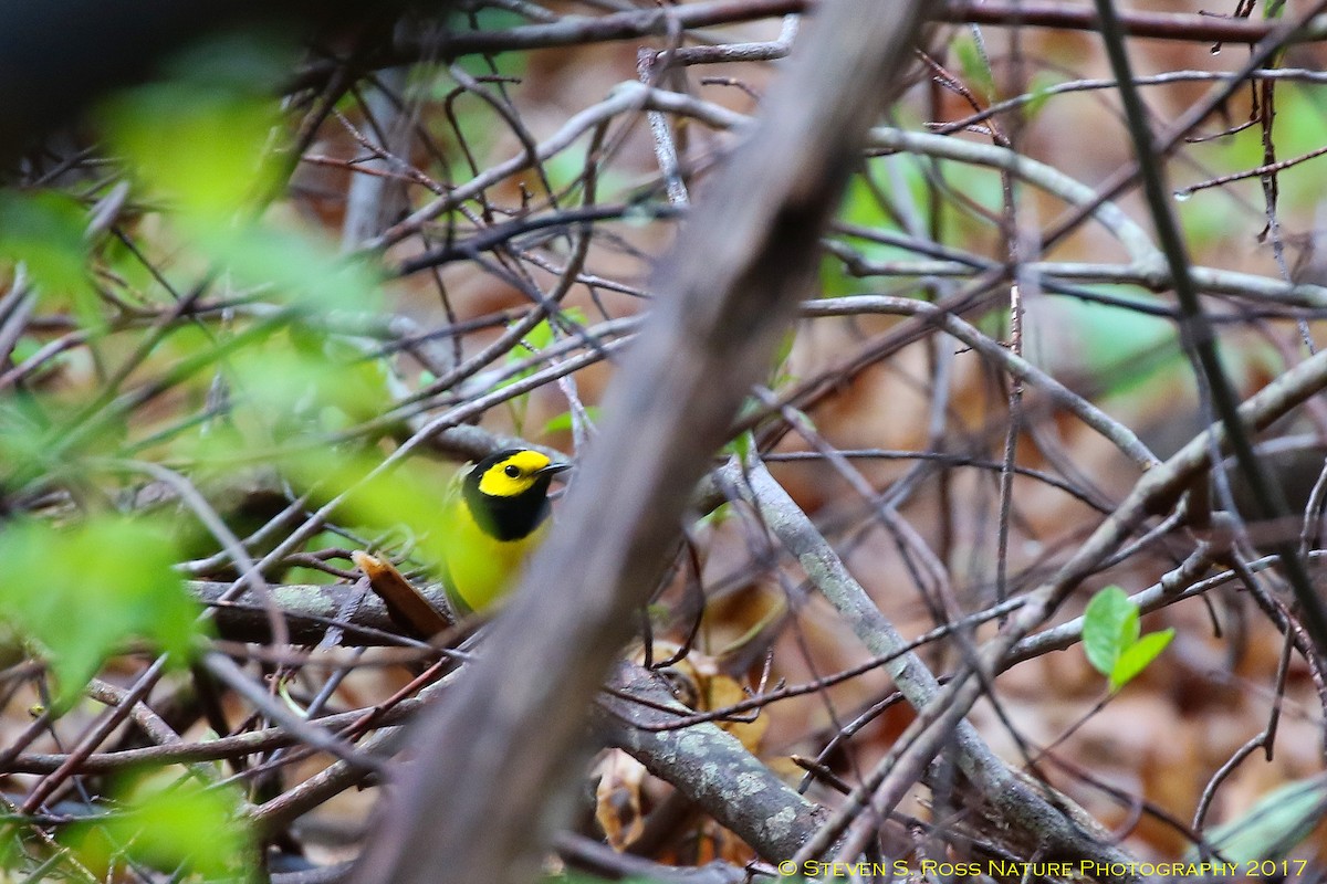 Hooded Warbler - ML57004451