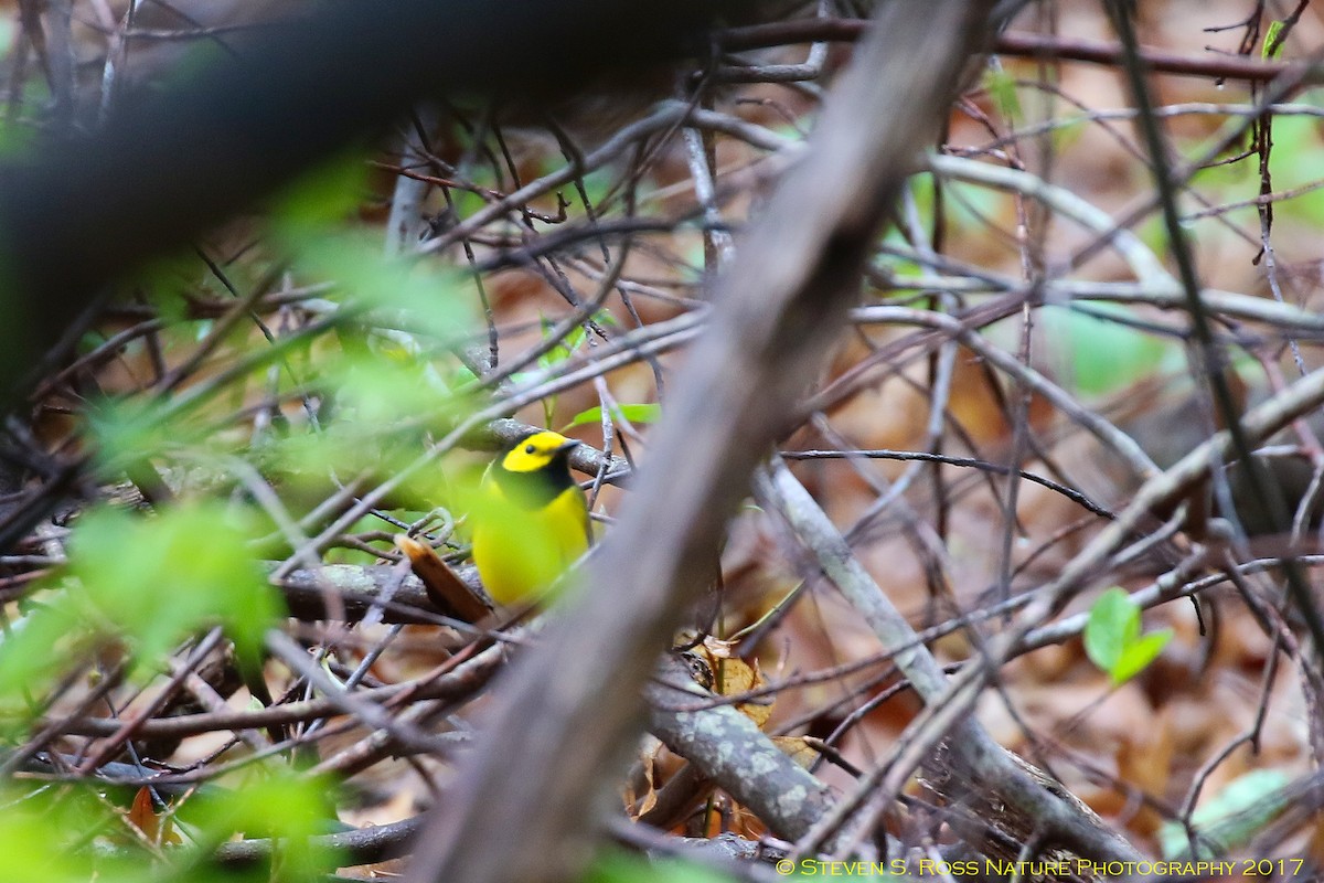 Hooded Warbler - ML57004461