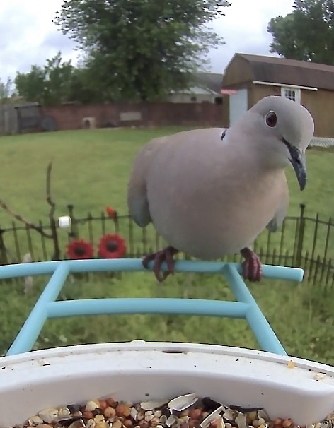 Eurasian Collared-Dove - Dayna Hilton