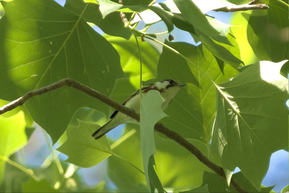 Chestnut-sided Warbler - ML570045171