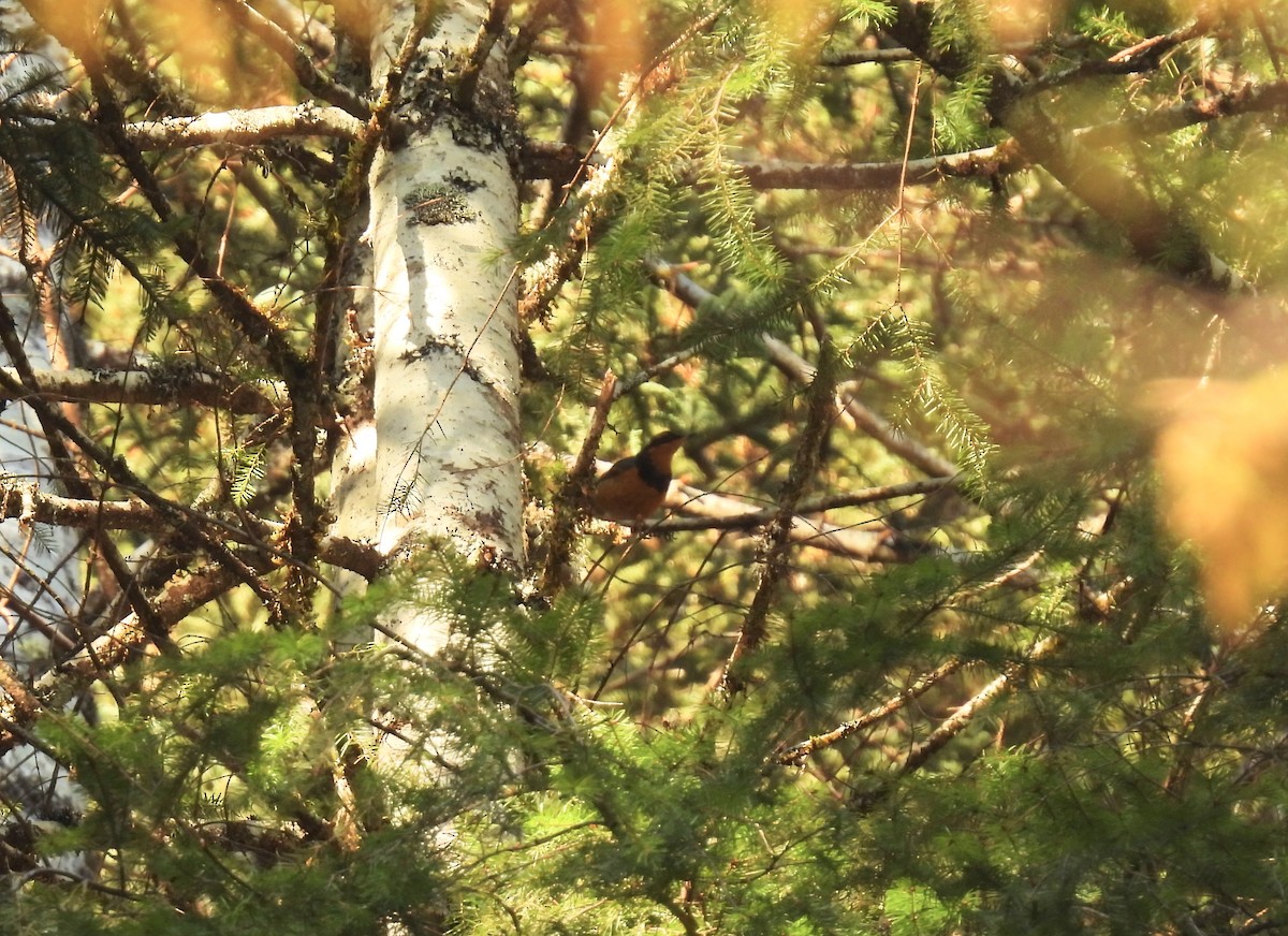 Varied Thrush - ML570045281