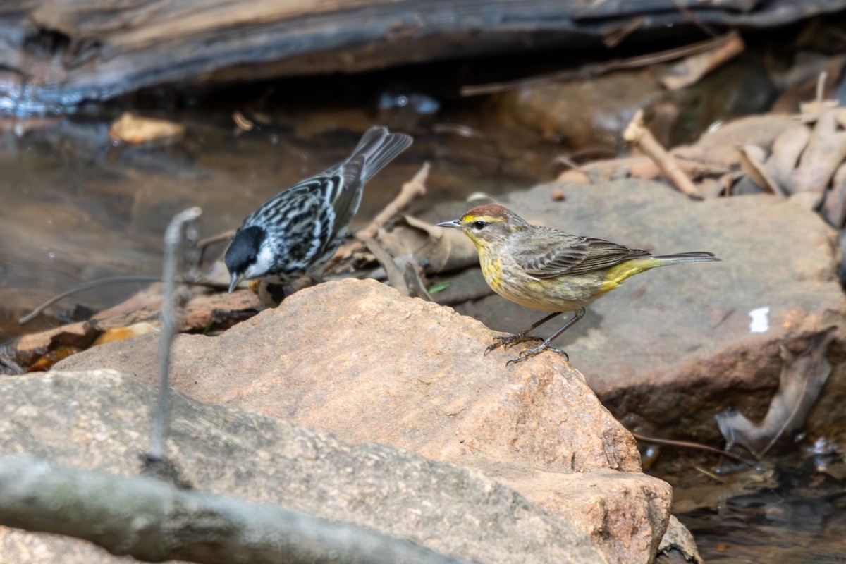 Palm Warbler - ML570045371