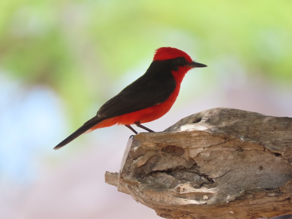 Vermilion Flycatcher (saturatus) - ML570045871