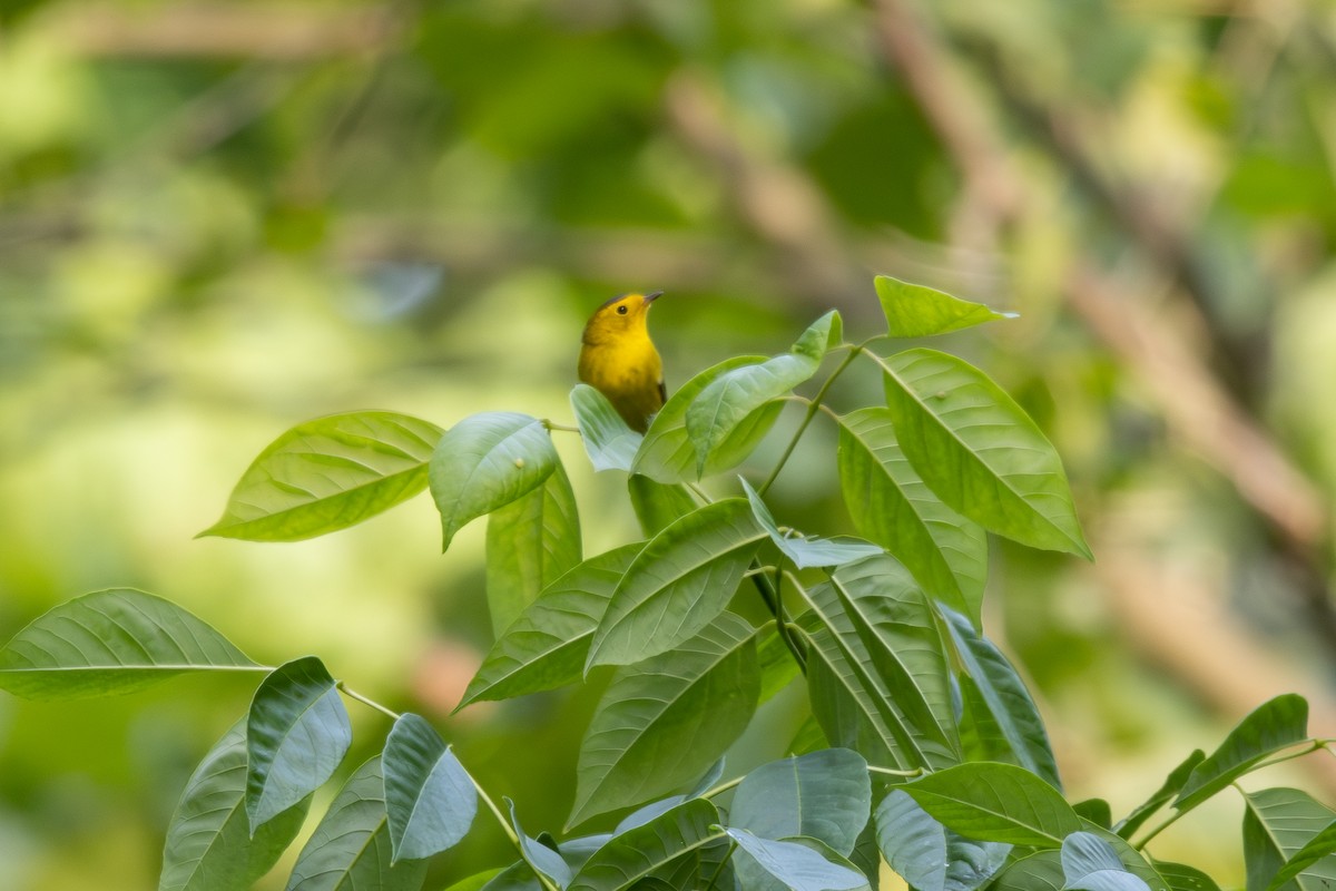 Wilson's Warbler - ML570046171