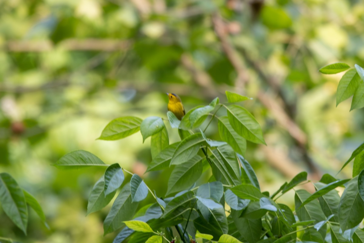 Wilson's Warbler - ML570046181