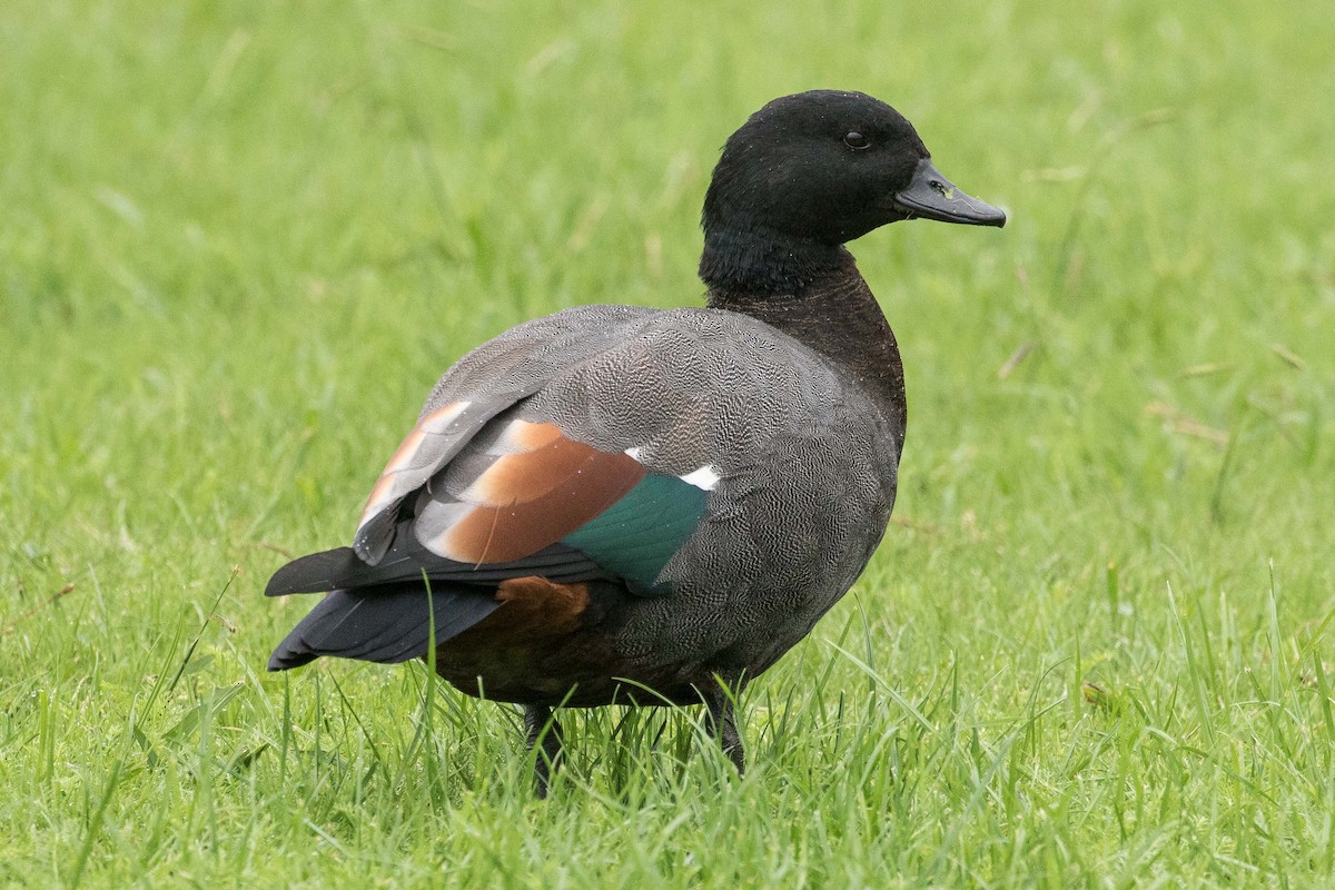 Paradise Shelduck - ML57004681